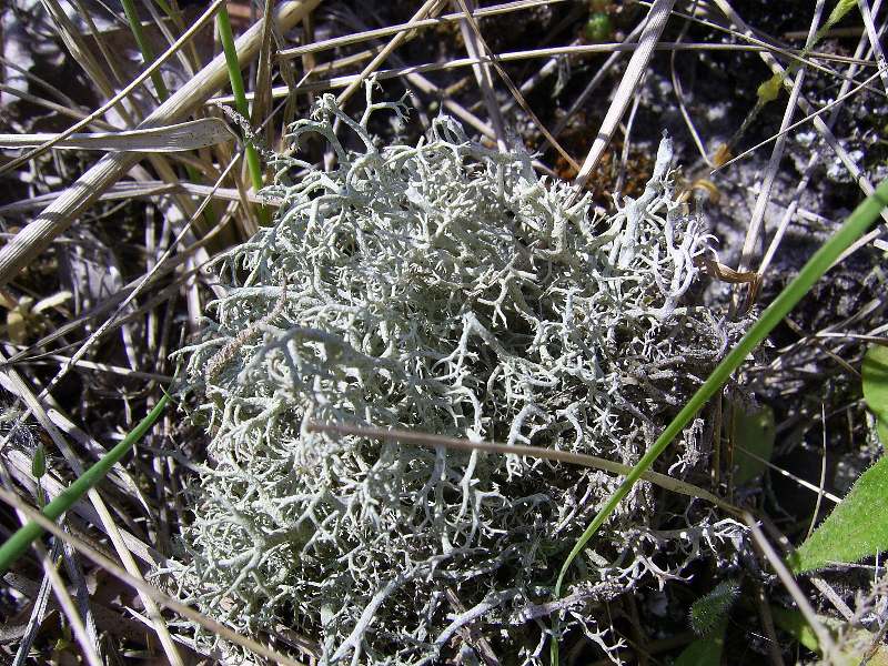 Cladonia portentosa (door Henk Timmerman)