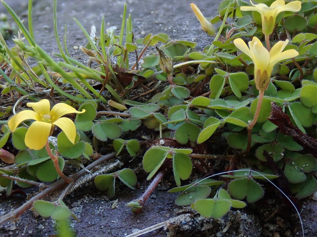 Oxalis exilis (door Lieuwe Haanstra)