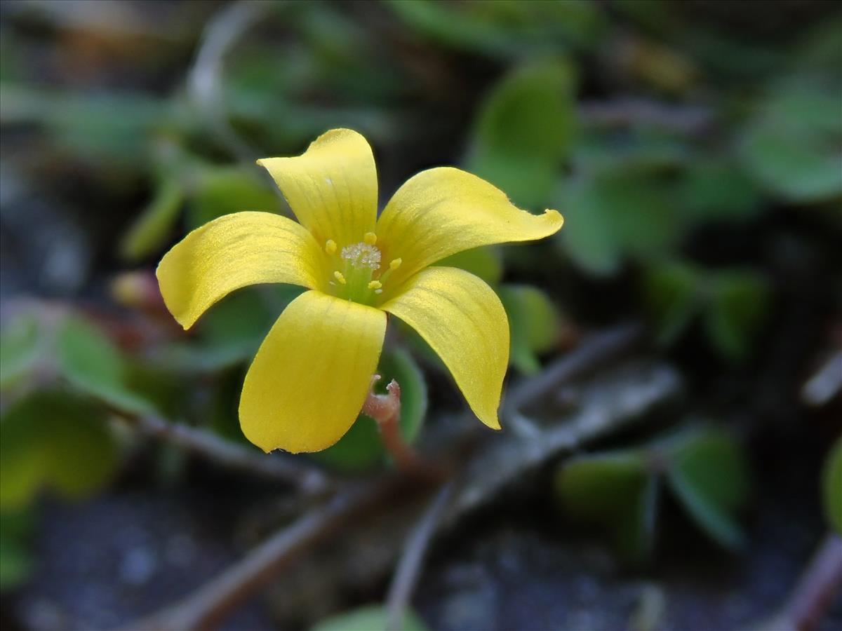 Oxalis exilis (door Lieuwe Haanstra)