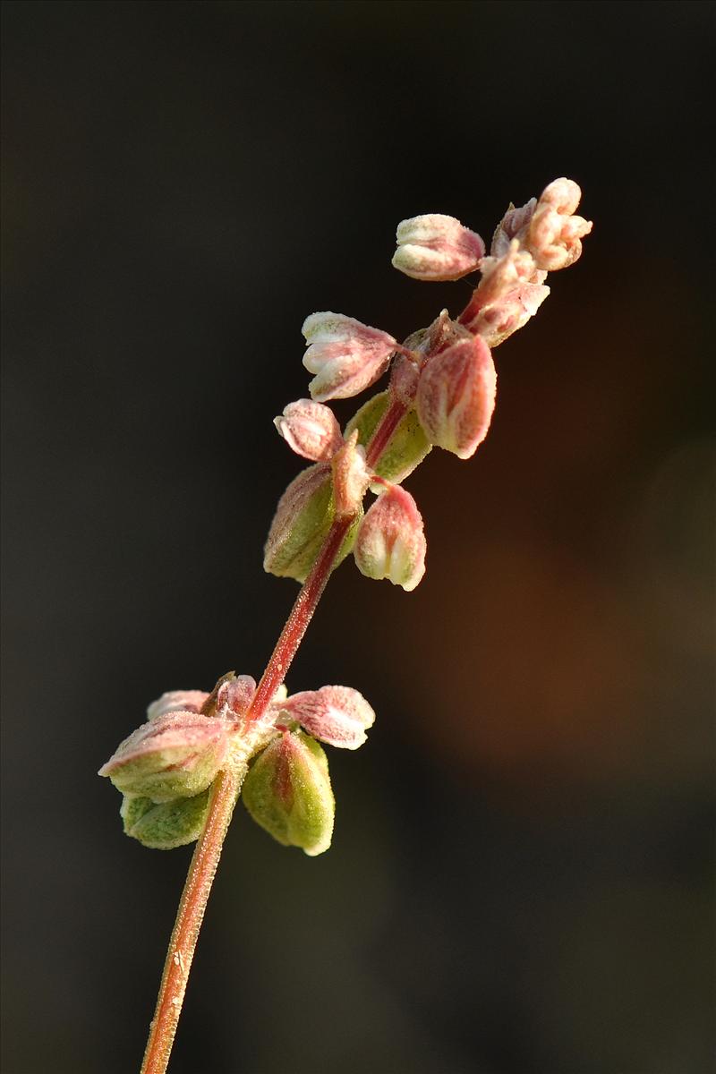 Fallopia convolvulus (door Willie Riemsma)