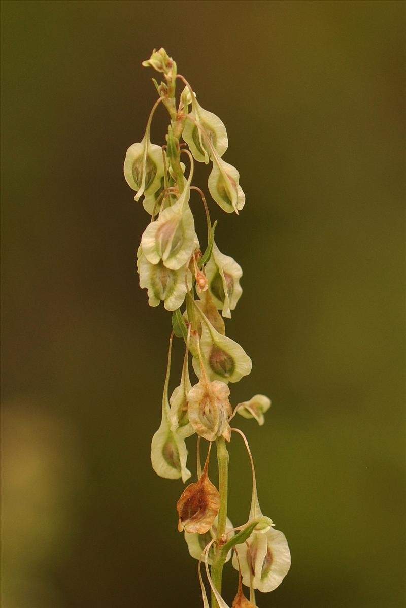 Fallopia dumetorum (door Willie Riemsma)