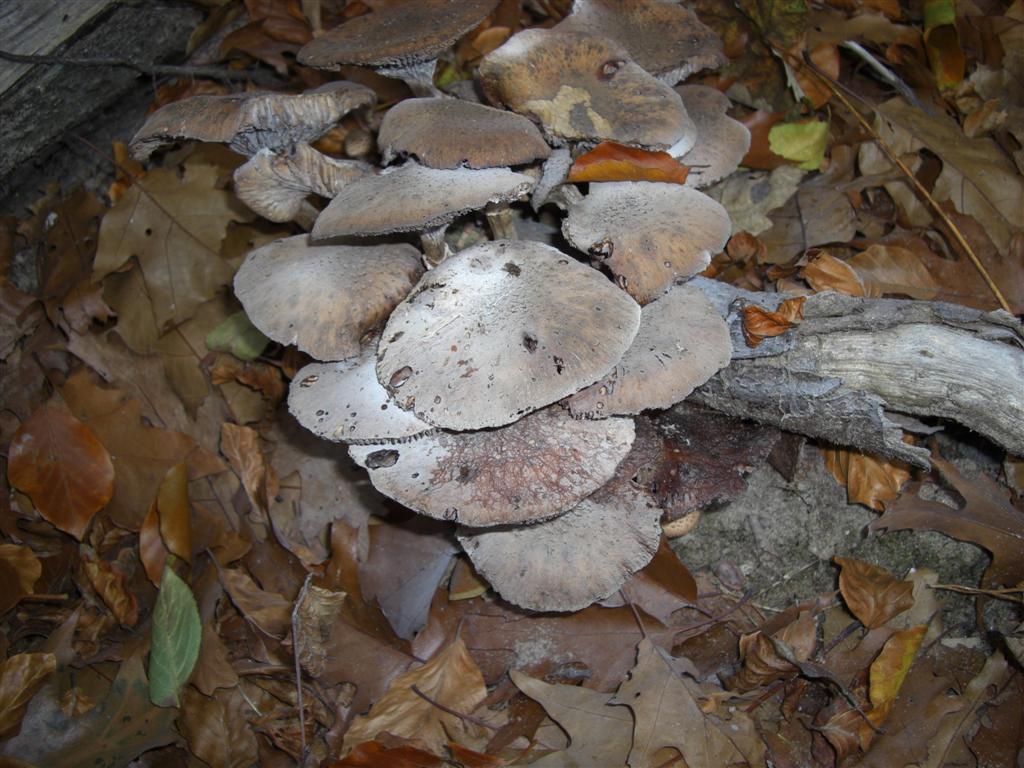 Armillaria ostoyae (door Huiby de Groot)