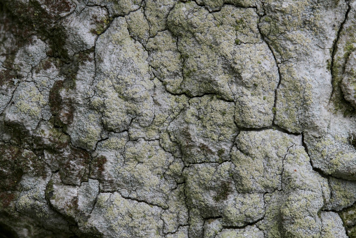 Lecanora barkmaniana (door Arjan de Groot)