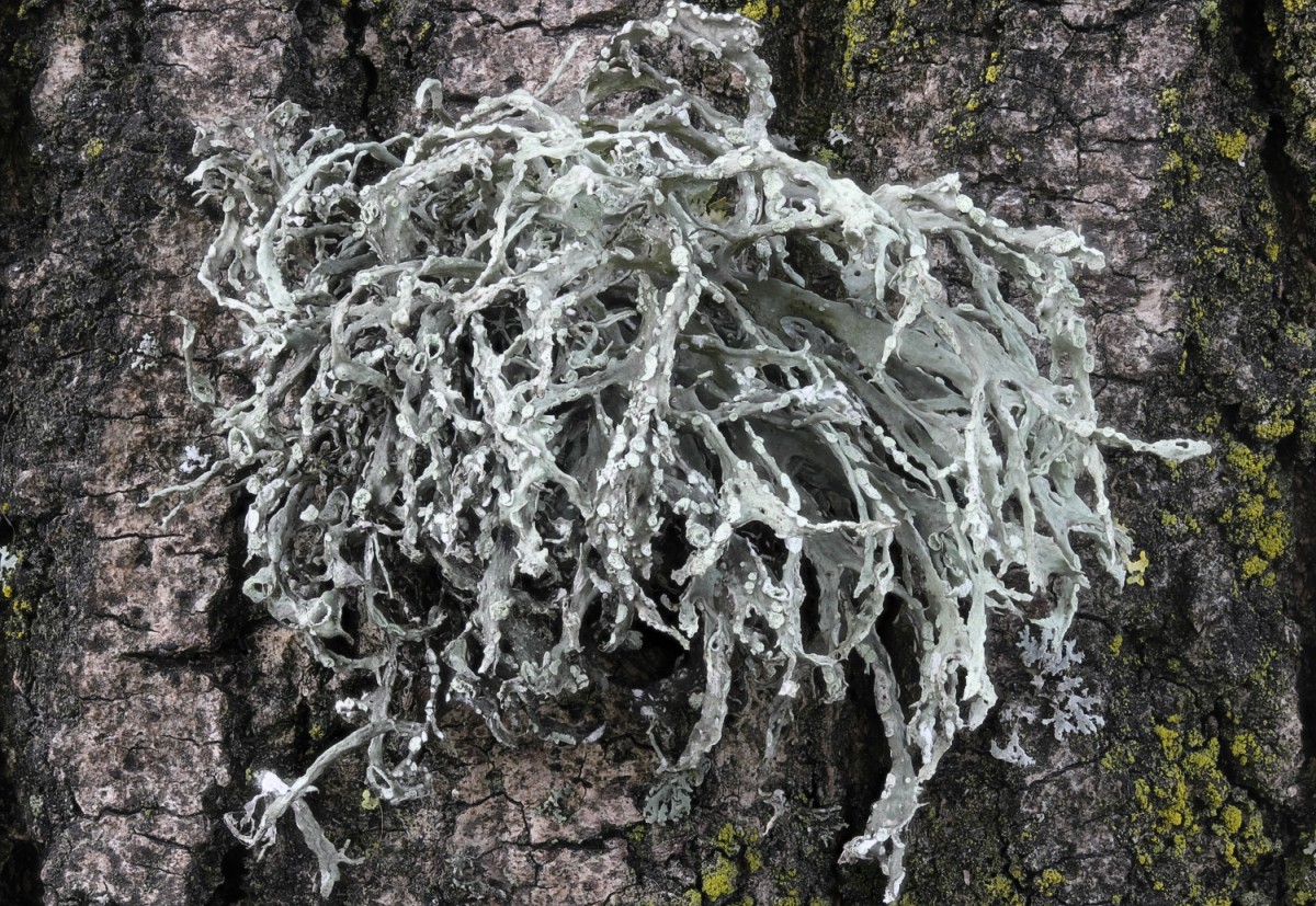 Ramalina farinacea (door Arjan de Groot)