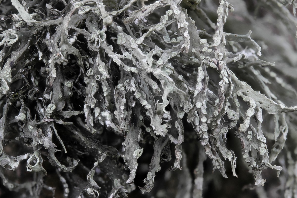 Ramalina farinacea (door Arjan de Groot)