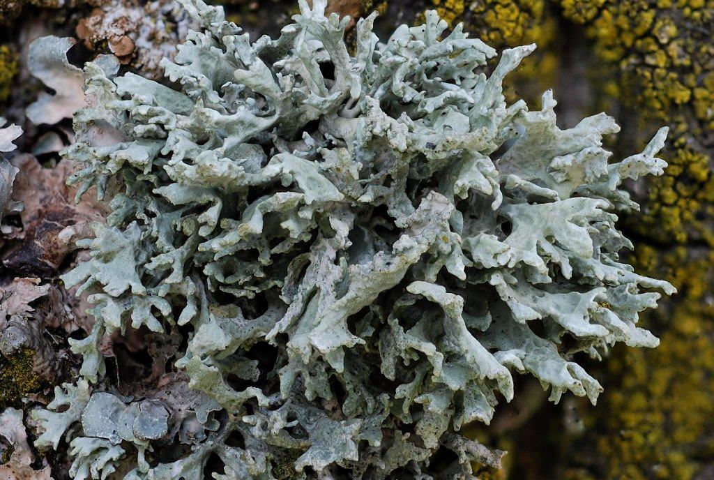 Evernia prunastri (door Arjan de Groot)