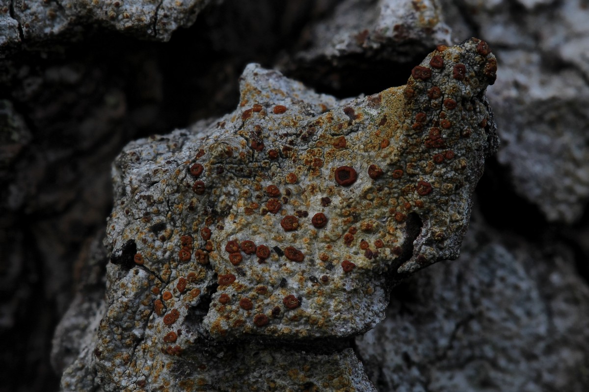 Blastenia ferruginea (door Arjan de Groot)