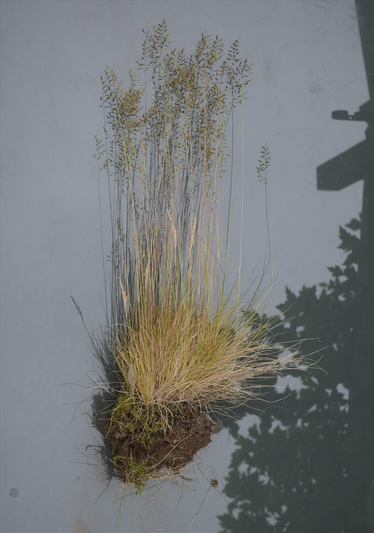 Festuca filiformis (door Wim van der Neut)