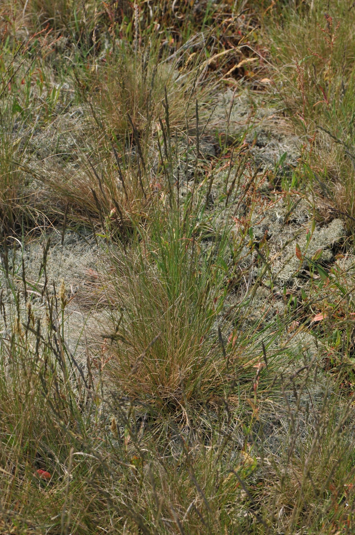 Festuca filiformis (door Hans Toetenel)