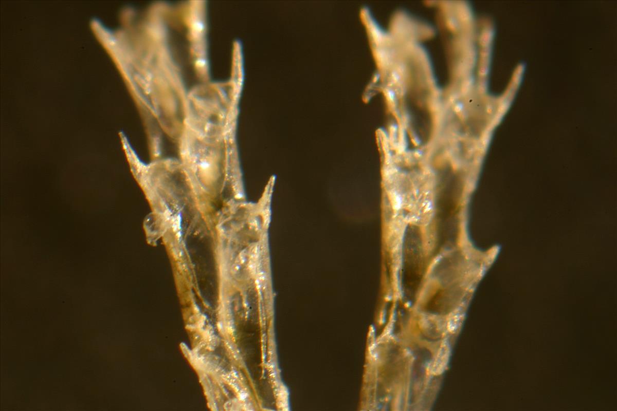 Crisularia plumosa (door Hans De Blauwe)