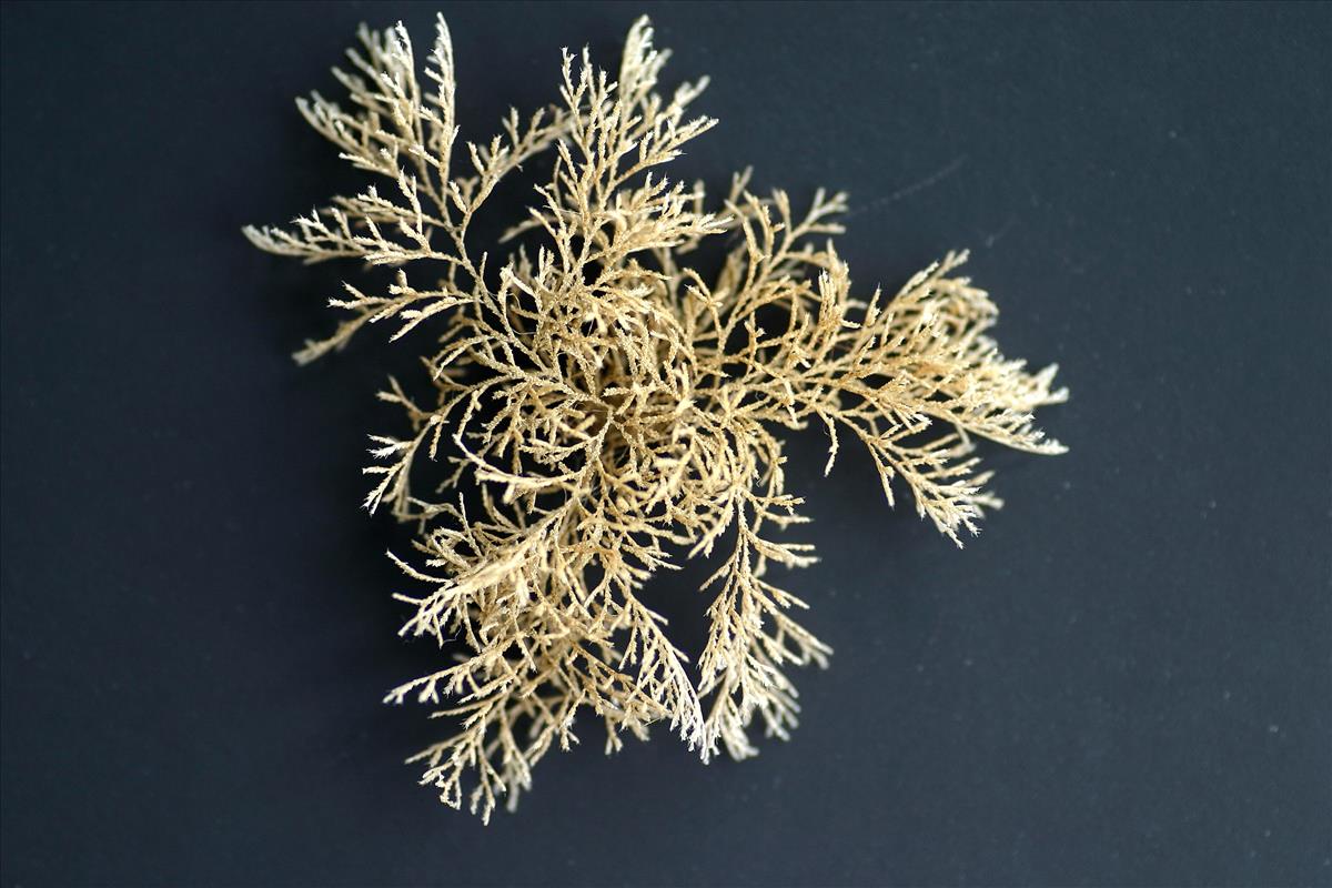 Tricellaria inopinata (door Hans De Blauwe)