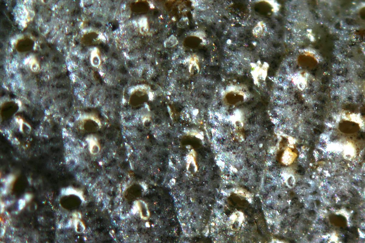 Reptadeonella violacea (door Hans De Blauwe)