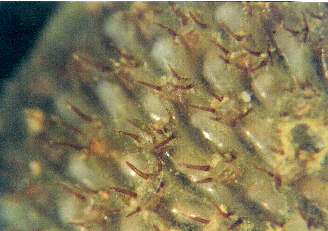 Flustrellidra hispida (door Hans De Blauwe)