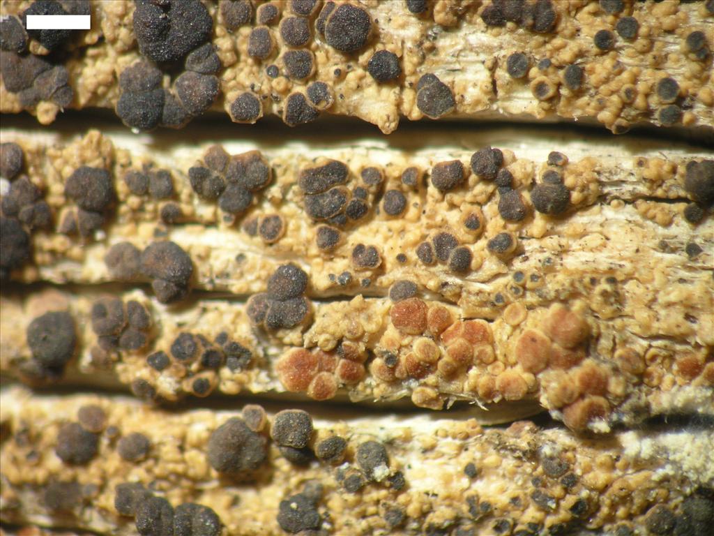 Lecanora albellula var. macroconidiata (door Pieter van den Boom)