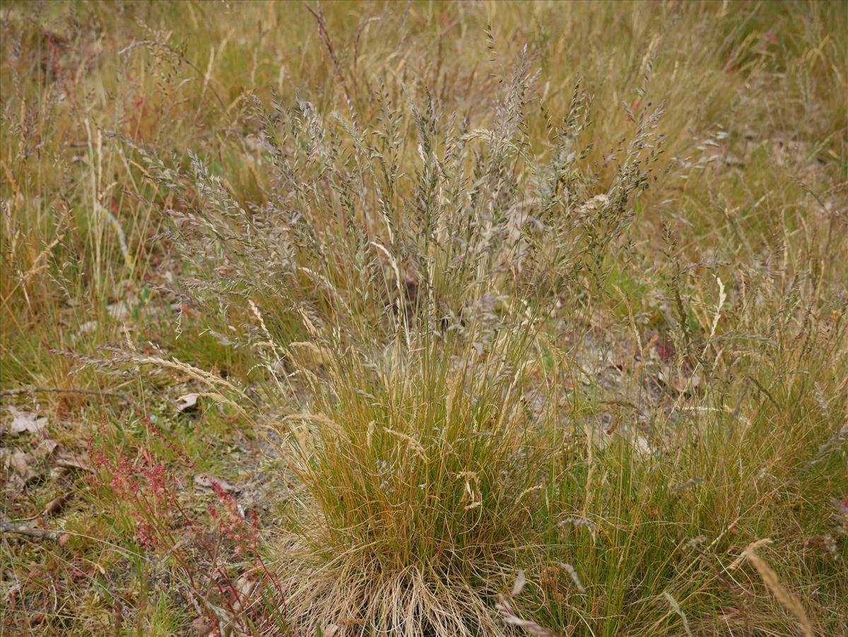 Festuca filiformis (door Wim van der Neut)