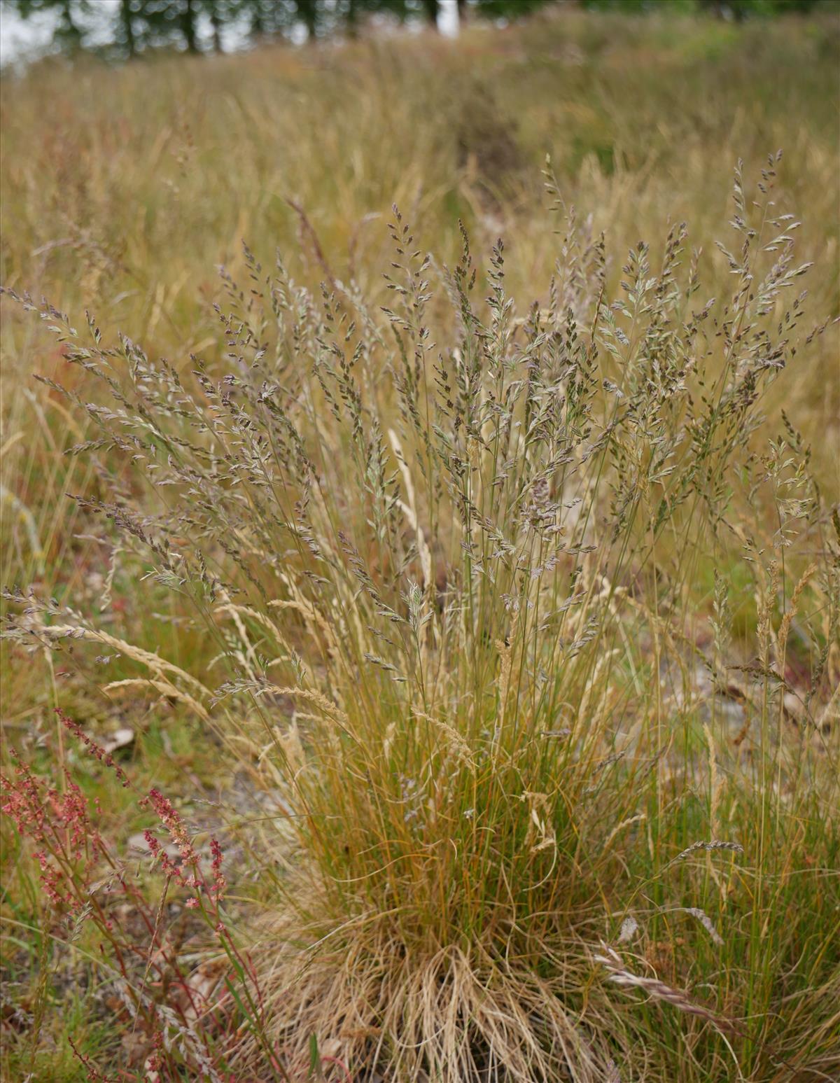 Festuca filiformis (door Wim van der Neut)