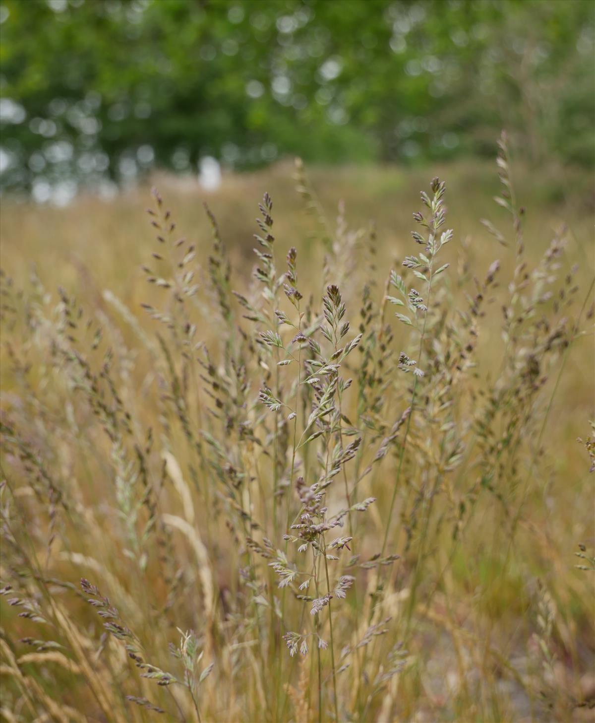 Festuca filiformis (door Wim van der Neut)