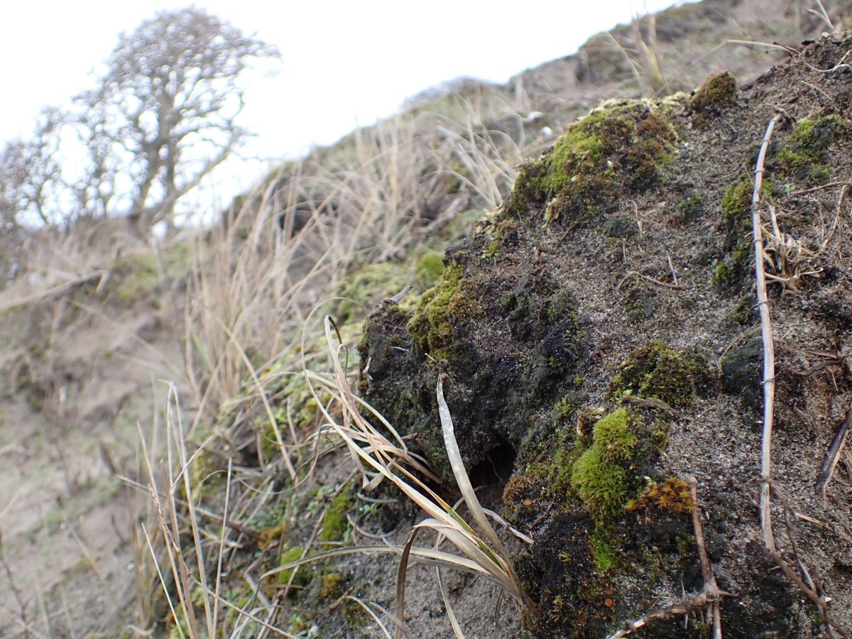 Scytinium pulvinatum (door Jelle van Dijk)