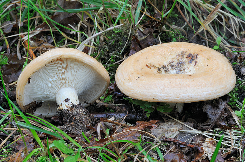 Lactarius zonarius (door Kik van Boxtel)