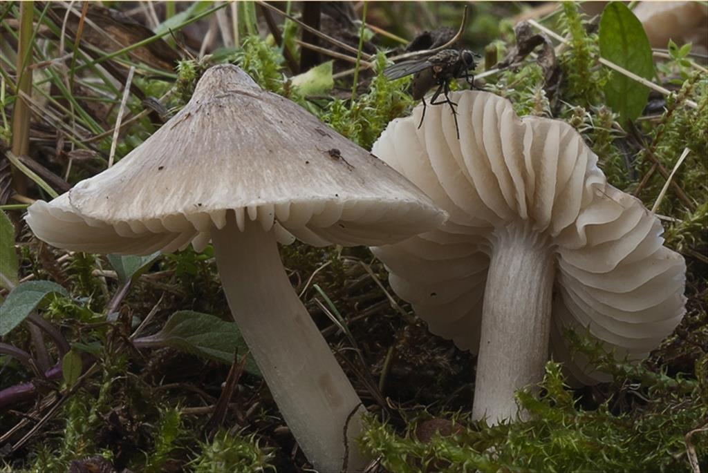 Entoloma jubatum (door Gerben Winkel)