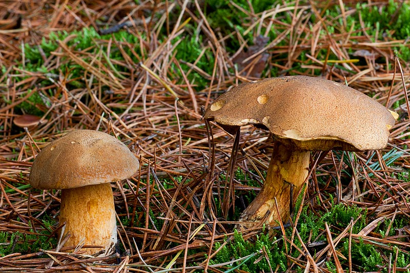 Suillus variegatus (door John Breugelmans)