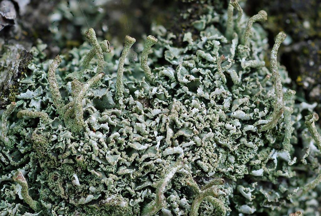 Cladonia fimbriata (door Arjan de Groot)