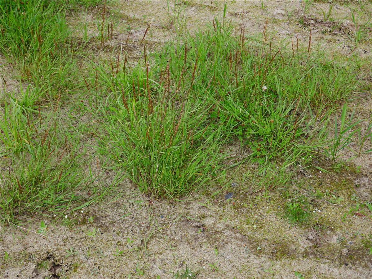 Agrostis stolonifera (door Wim van der Neut)