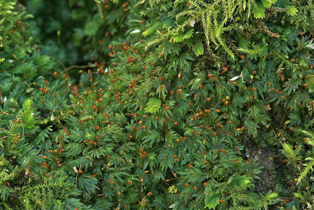 Fissidens bryoides (door Jan Kersten)