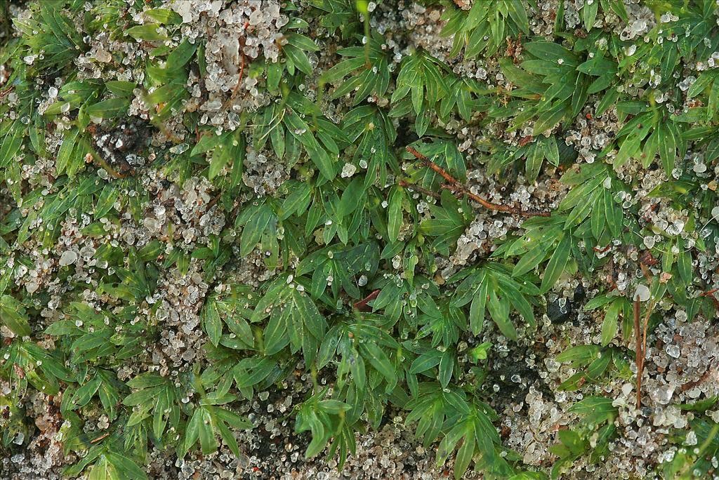 Fissidens bryoides (door Jan Kersten)