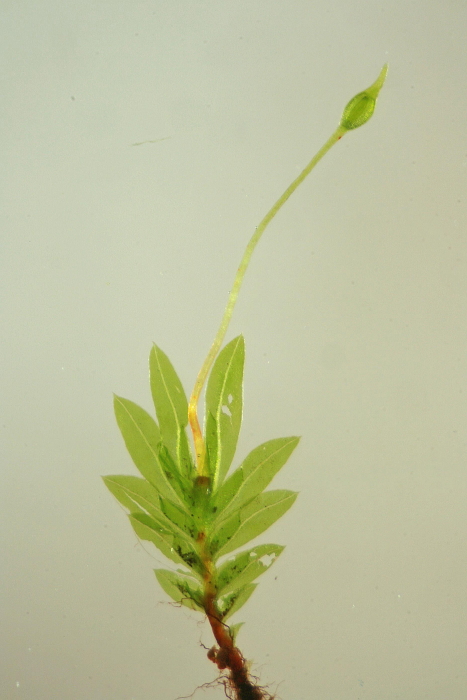 Fissidens bryoides (door Jan Kersten)