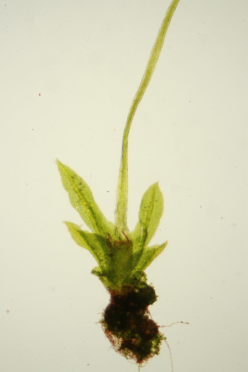 Fissidens exilis (door Jan Kersten)