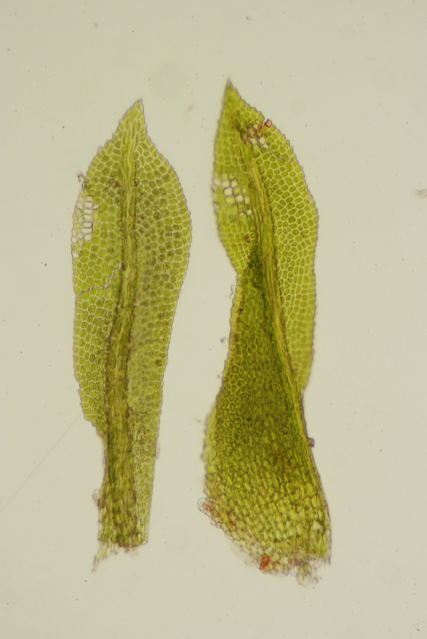 Fissidens exilis (door Jan Kersten)