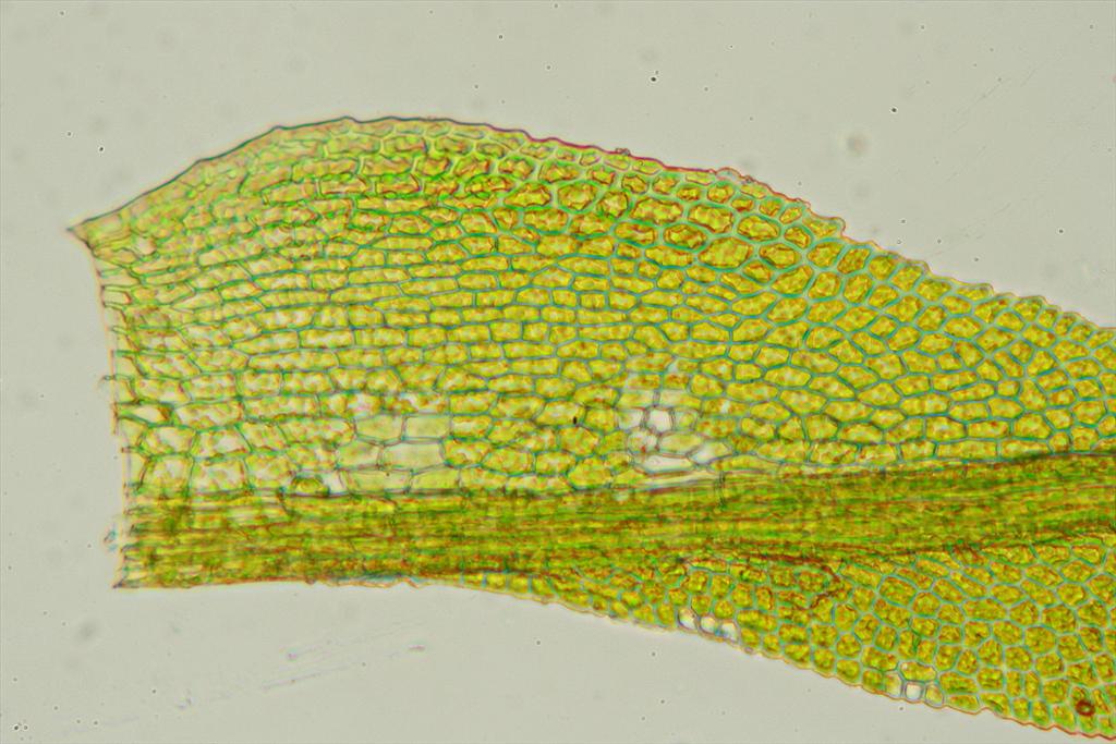 Fissidens exilis (door Jan Kersten)