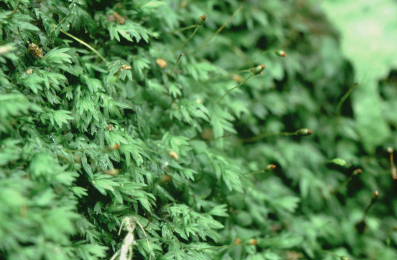 Fissidens gracilifolius (door Klaas van der Veen)