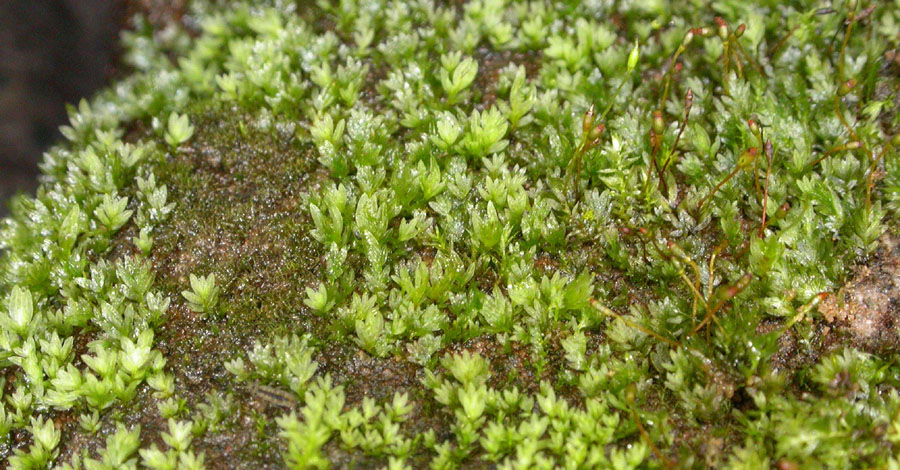 Fissidens pusillus (door Norbert Stapper)