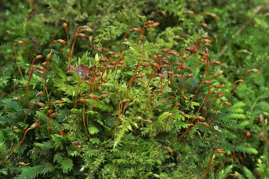 Fissidens taxifolius (door Jan Kersten)