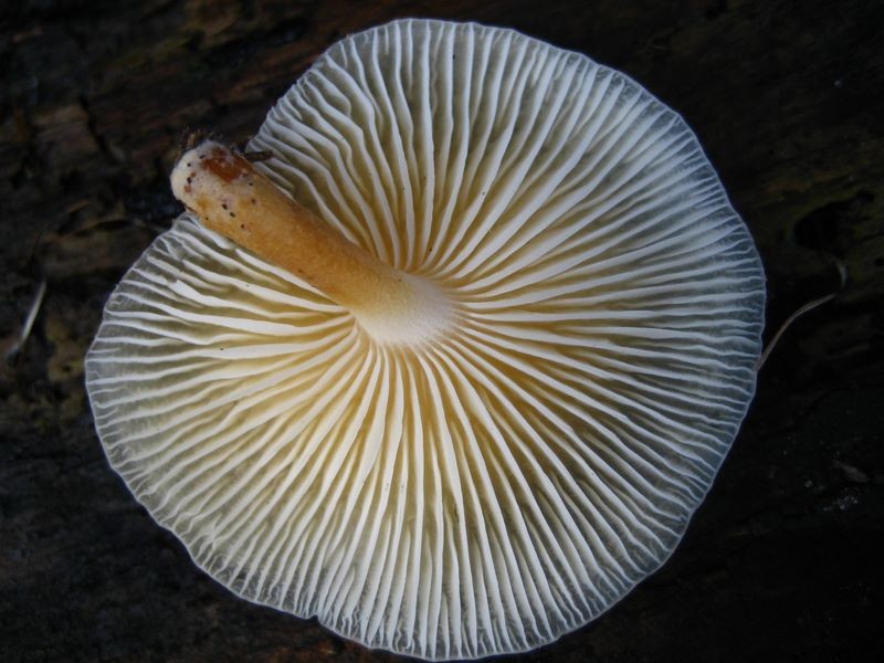 Flammulina velutipes var. lactea (door Alfons Smits)