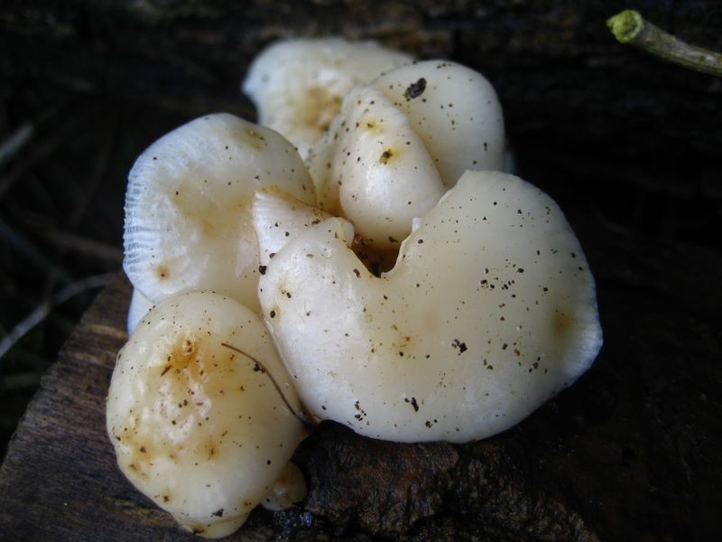 Flammulina velutipes var. lactea (door Alfons Smits)