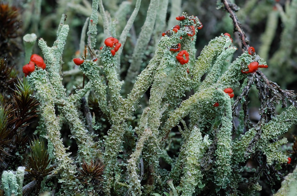 Cladonia floerkeana (door Arjan de Groot)