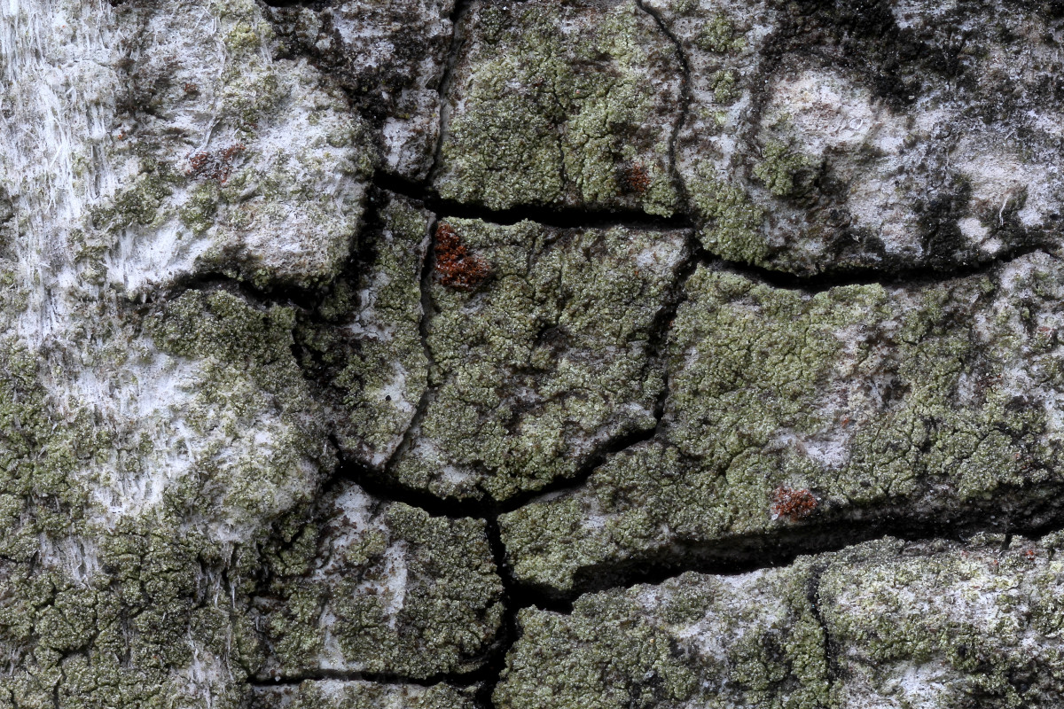 Buellia griseovirens (door Arjan de Groot)