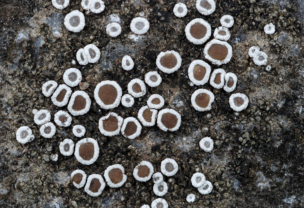 Lecanora semipallida (door Arjan de Groot)