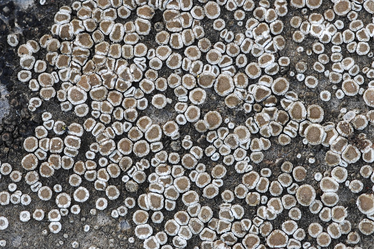 Lecanora semipallida (door Arjan de Groot)