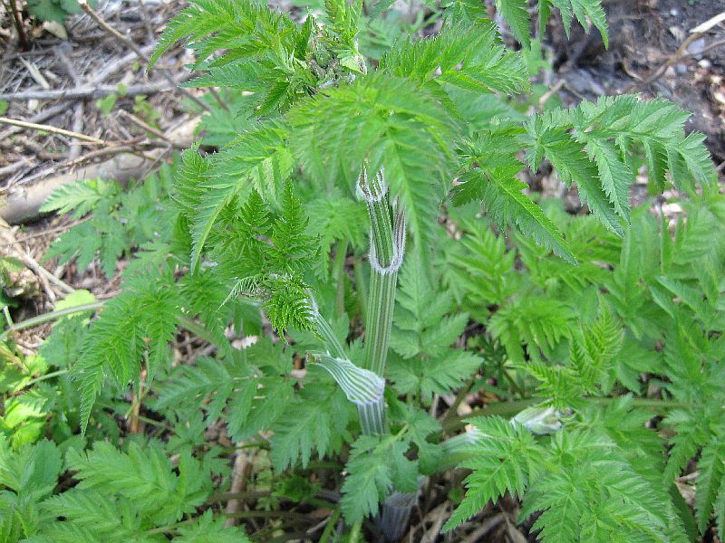 Anthriscus sylvestris (door Grada Menting)