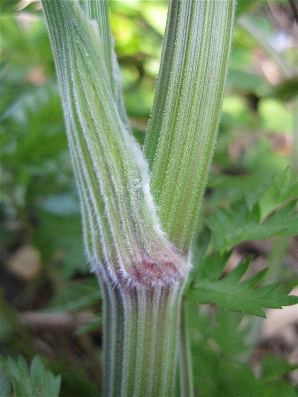 Anthriscus sylvestris (door Grada Menting)