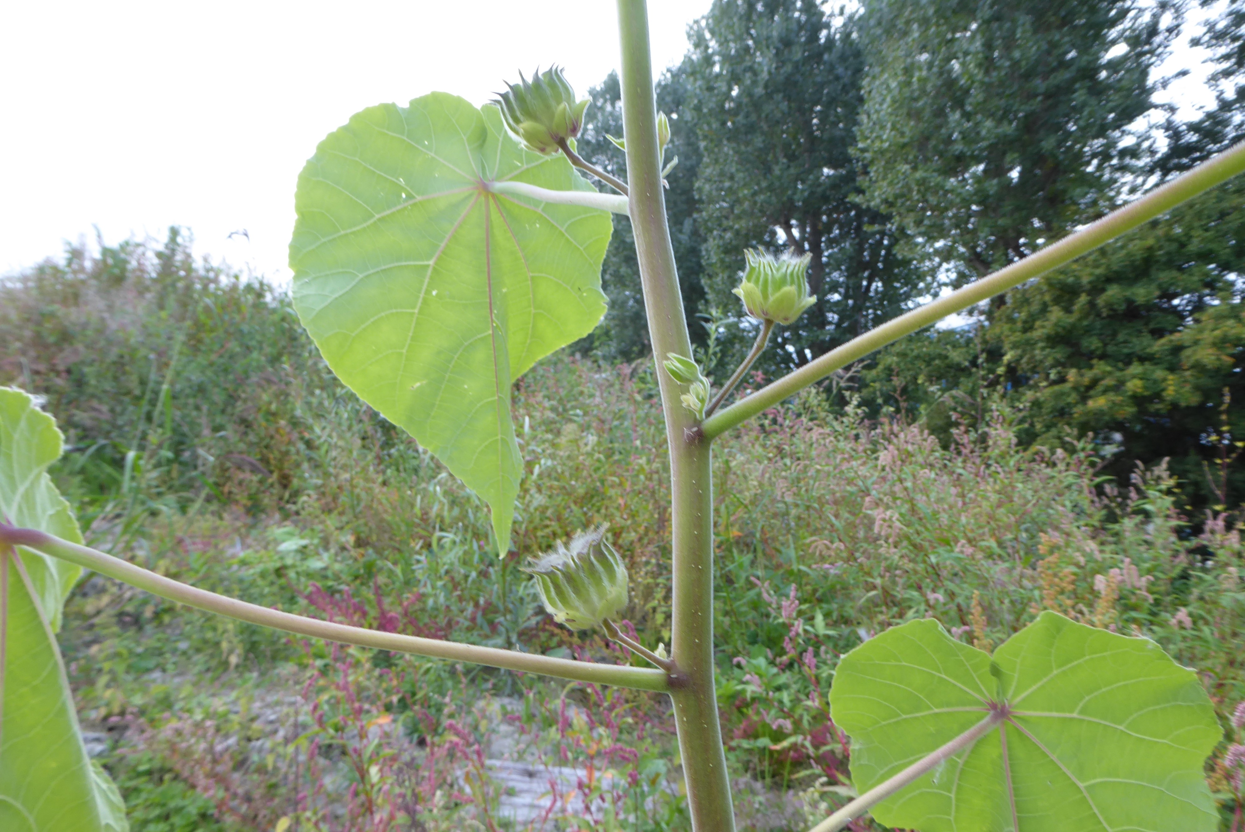 Abutilon theophrasti (door Koen van Zoest)