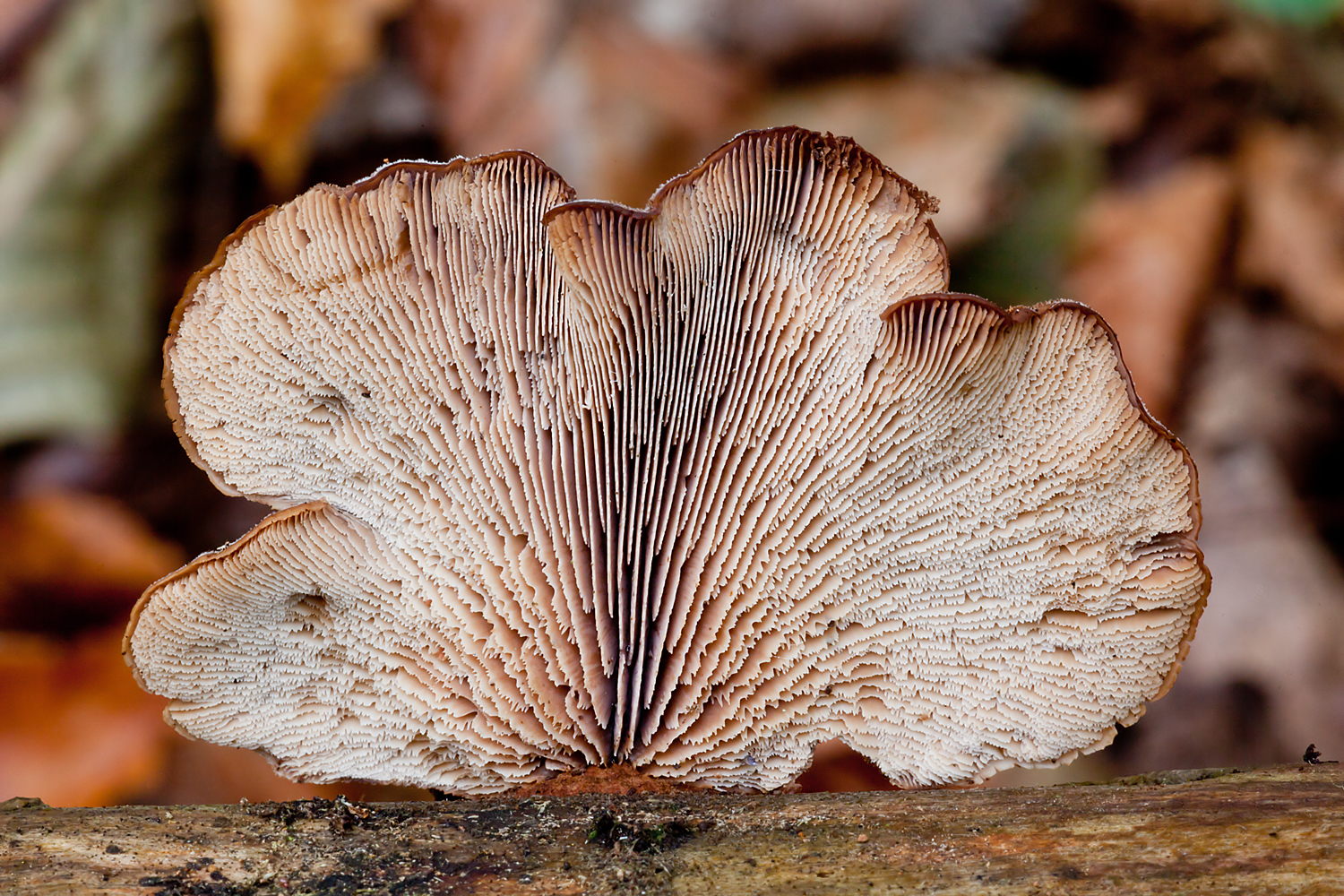 Lentinellus ursinus (door John Breugelmans)