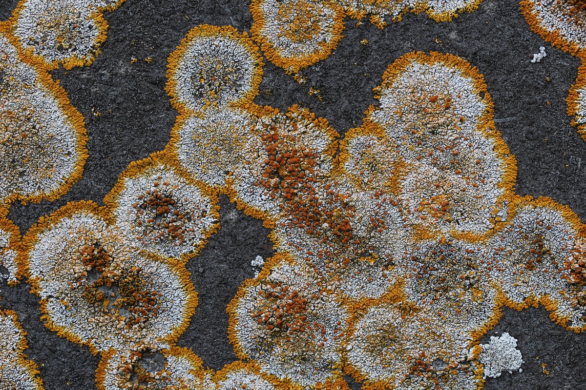 Variospora flavescens (door Arjan de Groot)