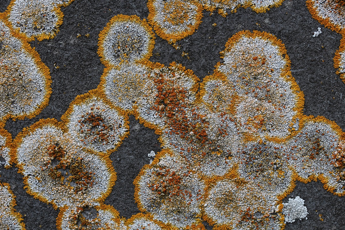 Variospora flavescens (door Arjan de Groot)
