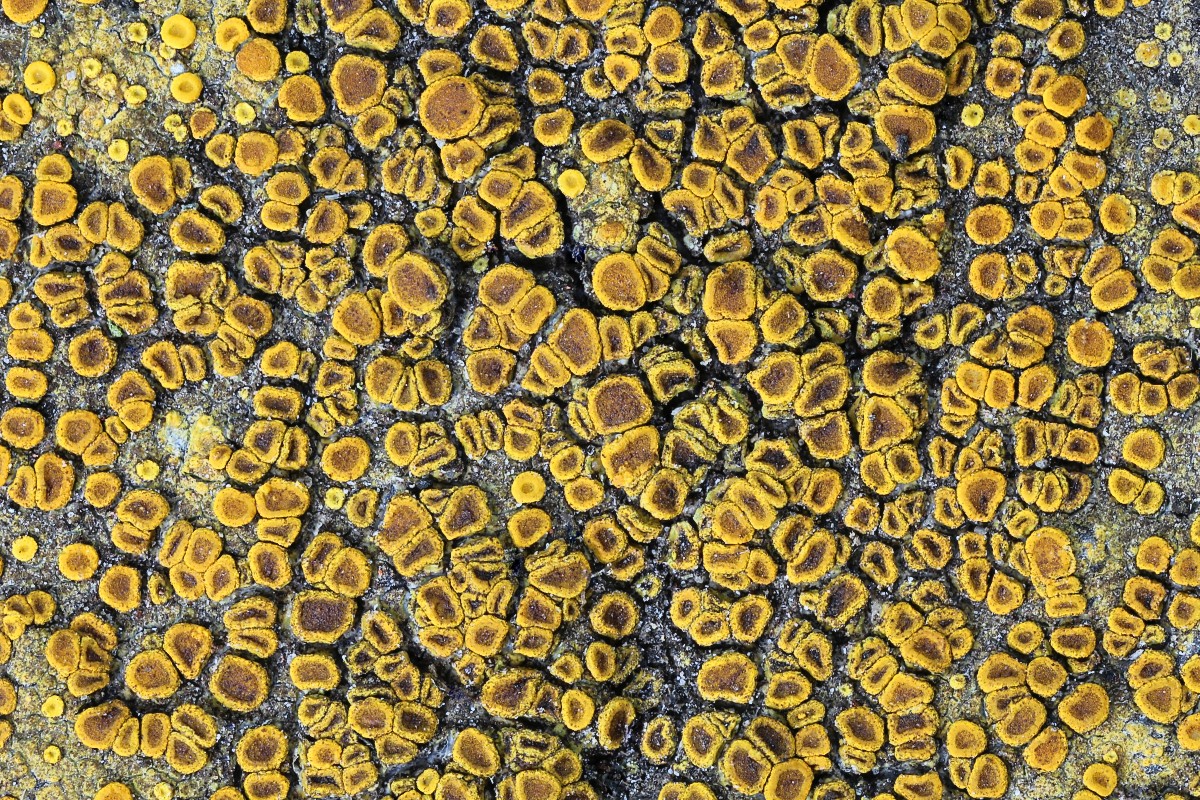 Gyalolechia flavovirescens (door Arjan de Groot)