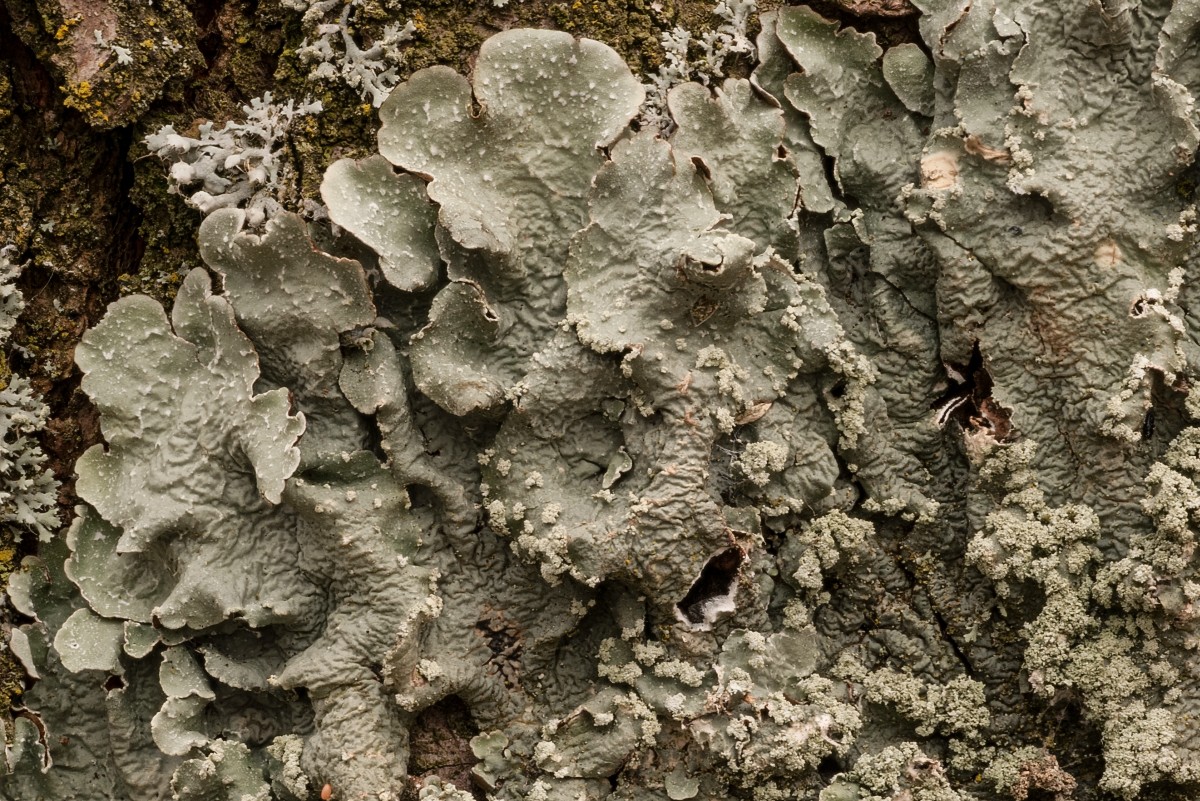 Flavopunctelia flaventior (door Arjan de Groot)